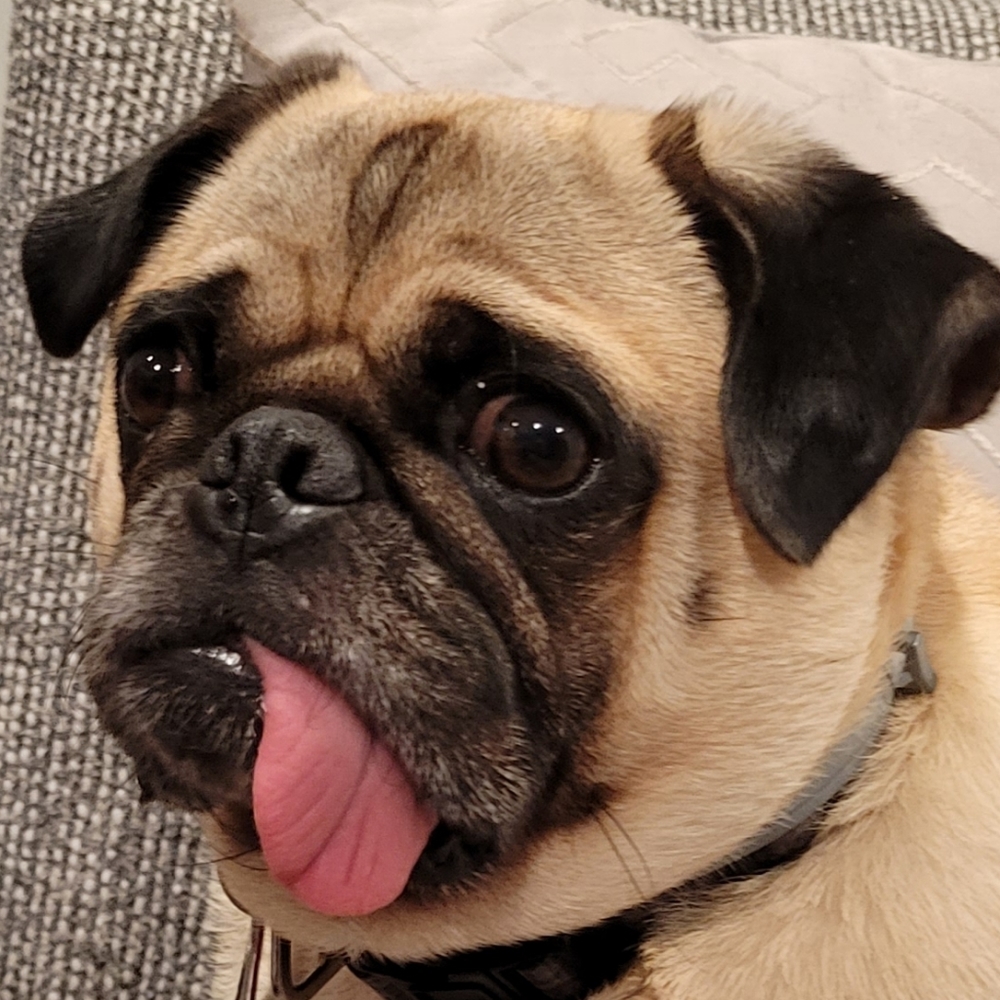 Meet your Posher, Pudge The Pug